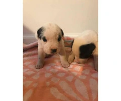 Playful and friendly  Mini Sharpei Puppies for Sale - 6