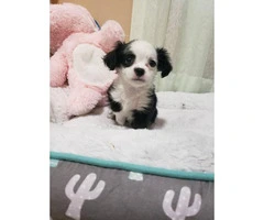 One male Maltipoo Puppy for adoption