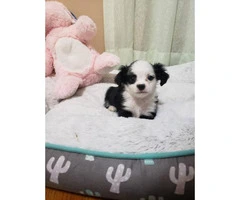 One male Maltipoo Puppy for adoption - 2