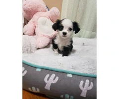 One male Maltipoo Puppy for adoption - 3