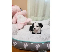 One male Maltipoo Puppy for adoption - 4