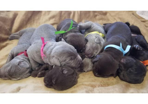5 AKC Labrador Puppies available