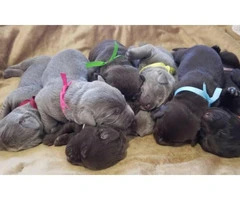 5 AKC Labrador Puppies available