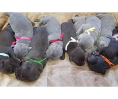 5 AKC Labrador Puppies available - 2