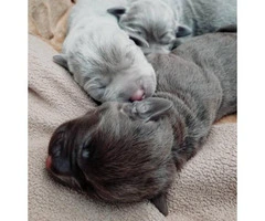 5 AKC Labrador Puppies available - 3