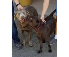 5 AKC Labrador Puppies available - 6
