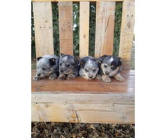 4 pure bred male Blue Heeler puppies for sale