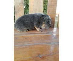 4 pure bred male Blue Heeler puppies for sale - 2