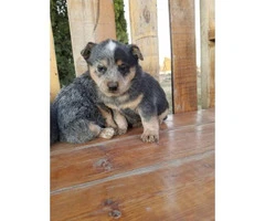 4 pure bred male Blue Heeler puppies for sale - 3