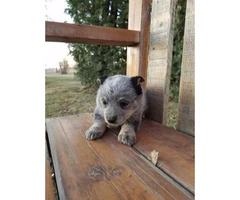 4 pure bred male Blue Heeler puppies for sale - 4