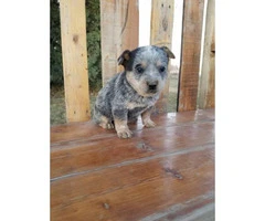 4 pure bred male Blue Heeler puppies for sale - 5