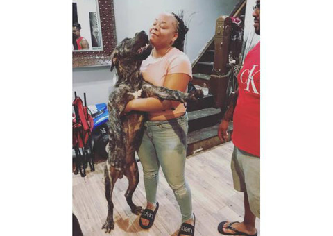 6 Presa Canario babies for rehoming