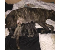 6 Presa Canario babies for rehoming - 3