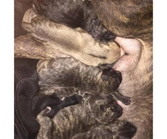 6 Presa Canario babies for rehoming - 4