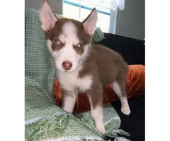 8 Husky puppies for sale - 1