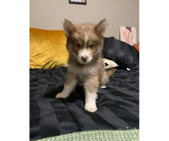 8 Husky puppies for sale - 8
