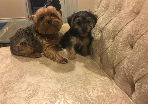 Female Yorkie poo puppies