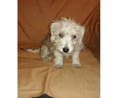 Schnoodle puppies 2 boys and 1 girl - 4