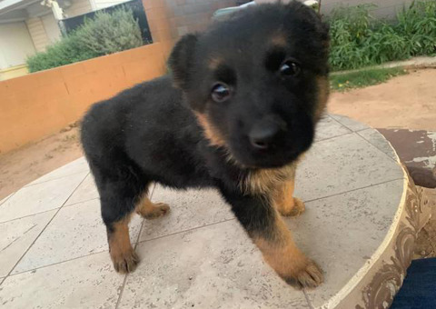 1 female German Shepard puppies for sale