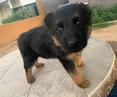 1 female German Shepard puppies for sale - 1
