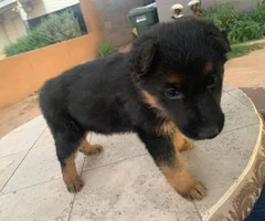 1 female German Shepard puppies for sale - 2
