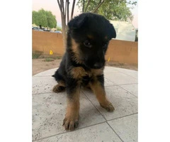 1 female German Shepard puppies for sale - 5