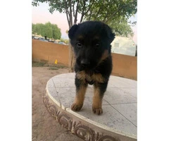 1 female German Shepard puppies for sale - 7