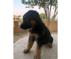 1 female German Shepard puppies for sale - 10