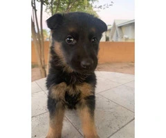 1 female German Shepard puppies for sale - 16