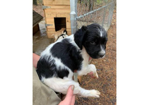 4 Brittany spaniels for rehoming