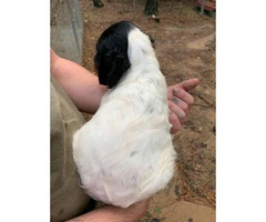 4 Brittany spaniels for rehoming - 3