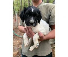 4 Brittany spaniels for rehoming - 5