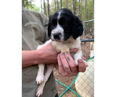 4 Brittany spaniels for rehoming - 6