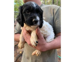 4 Brittany spaniels for rehoming - 8