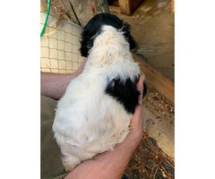4 Brittany spaniels for rehoming - 9