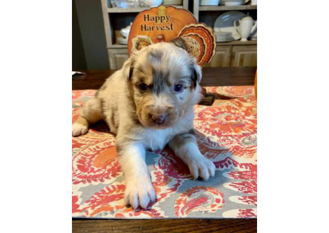 6 AKC Australian Shepherd Puppies ready for Christmas