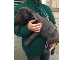 Sacramento Puppies For Sale Near Me