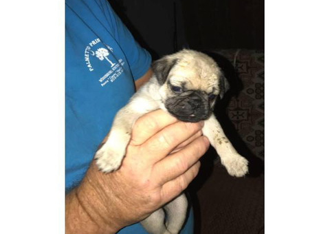Pug puppies for adoption