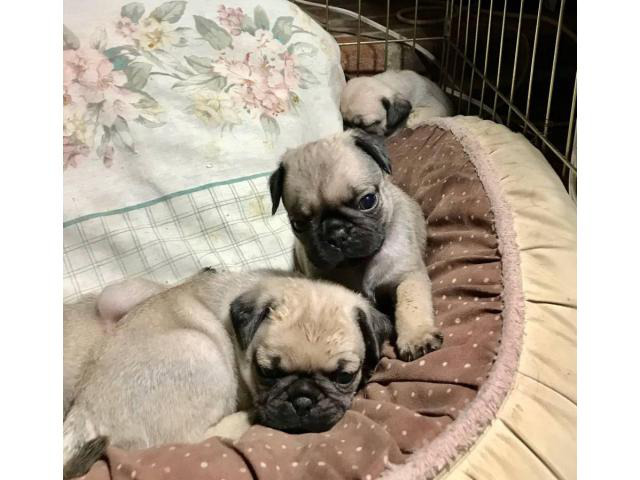 Pug puppies for adoption Columbia - Puppies for Sale Near Me