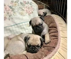 Pug puppies for adoption - 3