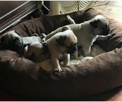 Pug puppies for adoption - 4