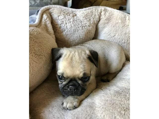 Pug puppies for adoption Columbia - Puppies for Sale Near Me