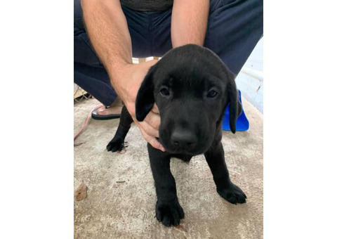 2 Lab puppies 7 weeks old