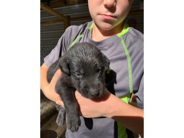 2 Lab puppies 7 weeks old in Dothan, Alabama - Puppies for ...
