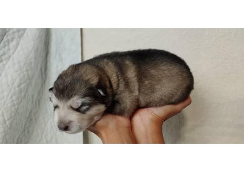 8 Alaskan Malamute puppies for sale
