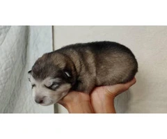 8 Alaskan Malamute puppies for sale