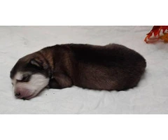 8 Alaskan Malamute puppies for sale - 2