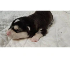 8 Alaskan Malamute puppies for sale - 3