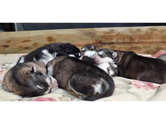 8 Alaskan Malamute puppies for sale in Luverne, Minnesota ...