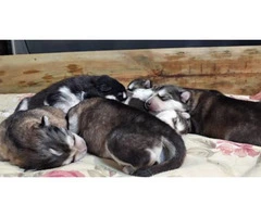 8 Alaskan Malamute puppies for sale - 4